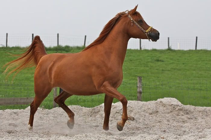 Vlaamse Arabier Mooiste Paard Ter Wereld • Boktnl 